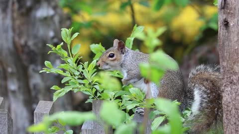 Squirrels vs. Bird Feeders | Funny Compilation