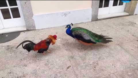A fight between a peacock and a rooster amazing video full watch