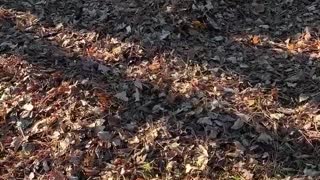 Pup LOVES to play in leaf piles!