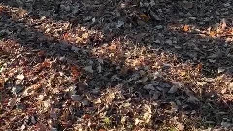 Pup LOVES to play in leaf piles!