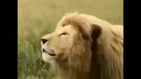 THE LION THAT HAVE THE GREATEST ROAR IN THE WORLD - YOU HAVE NEVER SEEN ANYTHING LIKE IT! - WILD