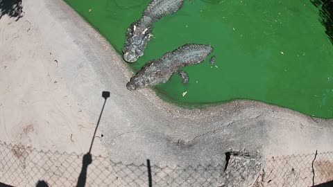 Crocodile more