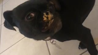 Bean the chug eats some yummy peanut butter