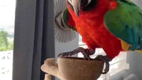Dancing Macaw - How To Eat Walnut?