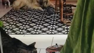 Cat climbs up curtains and smashes down big pan
