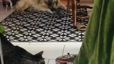 Cat climbs up curtains and smashes down big pan