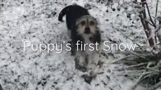 New Puppy's "Sissi" first Snow