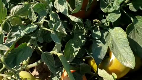 U Pick vegetable farm in London Ontario | Pick Your Own - PYO