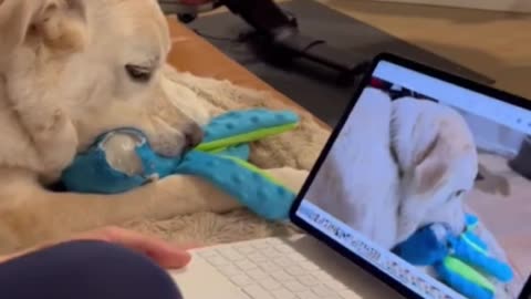 Musical Dog Makes Catchy Beat With Squeaky Toy