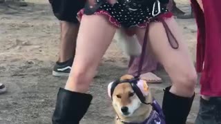 Dog is Done with Dancing