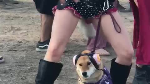 Dog is Done with Dancing