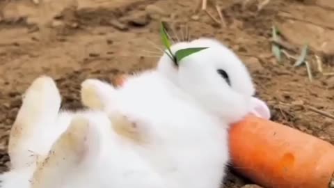 My love rabbit video cute rabbit