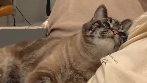 Sweetest Cat You Will Ever See Shows Some Love For His Owner