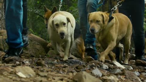 Soldier jungle search with military dog