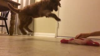 Brown dog jumps and bites pink toy in slow motion