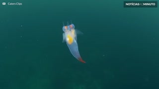 Filmagem rara mostra beleza delicada de anjos do mar