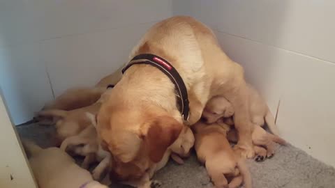 10 tiny Labrador pups, but only 8 seats at the milk bar