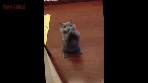The Best FUNNY cats Videos - Funny Animal