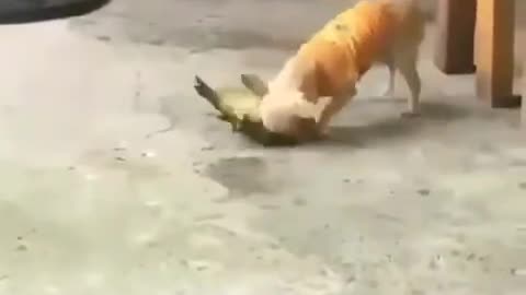 Dog vs Parrot FIGHT BADASS Animal birds fight funny !!