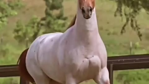 THE AMAZING HORSE