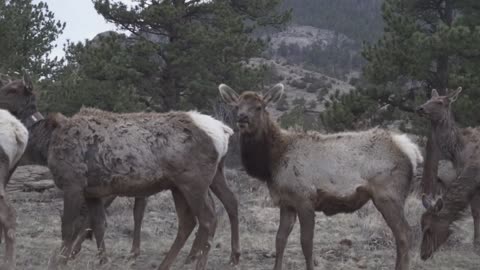 Rocky Mountain National Park A Gang Of Elk