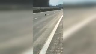 Easter Bunny Seen Running Down Empty Alpine Motorway