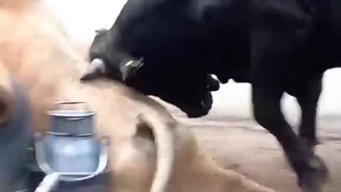 Bulls fighting
