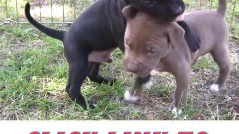 Pit Bull shows aggression to puppies!..
