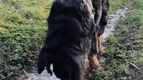 Bernese Mountain Dog gets his paws dirty