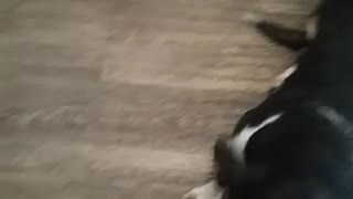 Playful Basset Hound puppy
