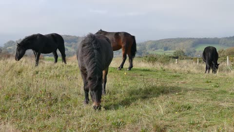 Chevaux sauvages 😍