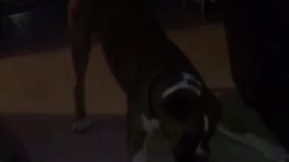 Dog trying to get bottle cap