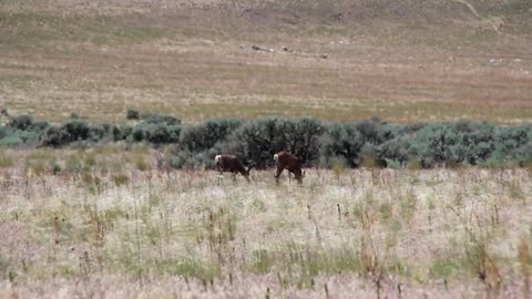 Two deer in a field