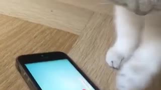 Caty Playing With Fish Game On Phone