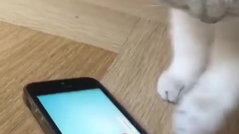 Caty Playing With Fish Game On Phone