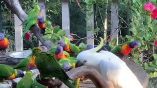 Cheeky Cockatoo Flings Lorikeets Away From Food Bowl