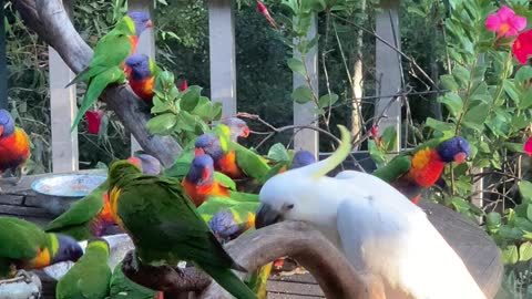 Cheeky Cockatoo Flings Lorikeets Away From Food Bowl