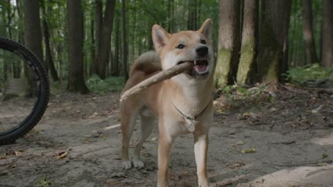 Dog Playing with the wooden stick, my games, #petsTv, #Doglover #Animallovers