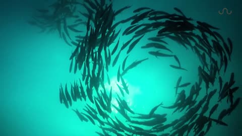 Huge Swarm of Jack fish Dwarf 🤿 scuba diving