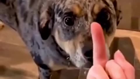 Dogs reacting to the middle finger