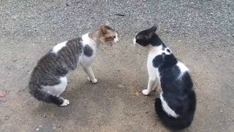 Cat fight