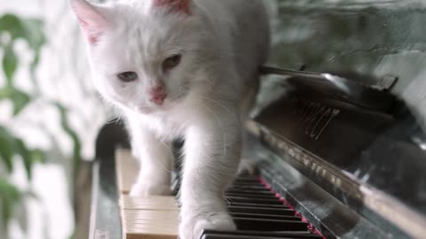 cat piano