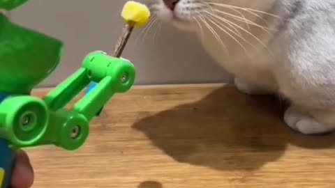 The owner is playing with the kitten with the toy?