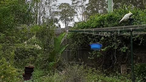 Cockatoo fly over