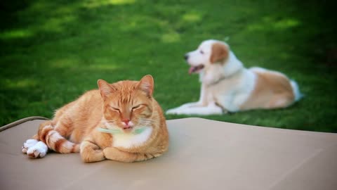Cat and Dog Sit Outside