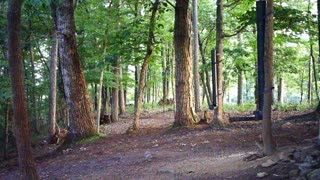 The Woods - 06/29/2021