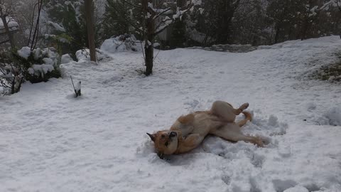 Dog Lying on Snow.