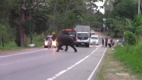 The Elephant crossing the Road