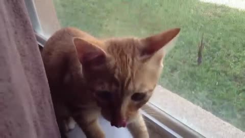 Cat desperately attempts to reach lizard friend