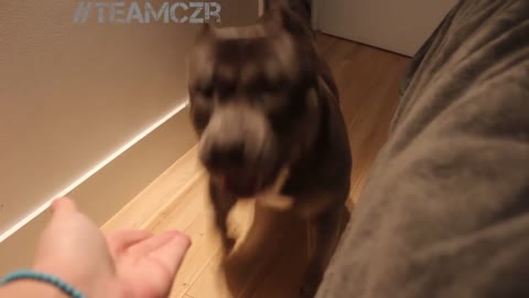 Smart Talking Dog - Cute Funny Dog Video